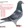 RO 4723 2017 Adi Ursulet 3 Final Black Sea OLR 2017 405km 675p Father to:  3 AllRound Ilfov 2 Yers 2020-2021 1    433p  656km 14  2279p  138km 23  5444p  389km 27  9225p  231km 33  2441p  387km 37  2507p  143km 61  2455p  184km 155 3398p  387km 253 4060p  314km
