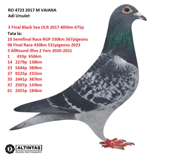 pasha RO 4723 2017 Adi Ursulet 3 Final Black Sea OLR 2017 405km 675p Father to: 3 AllRound Ilfov 2 Yers 2020-2021 1 433p 656km 14 2279p 138km 23 5444p 389km 27 9225p 231km 33 2441p 387km 37 2507p 143km 61 2455p 184km 155 3398p 387km 253 4060p 314km
