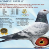 ricooo DV 9039-25-540 M RICO CLAY Barboi Lucian Grandson to OLYMPIC RICO Vranken-Berden 1 Olympic ACE YB CAT. F 1 Nat Ace KBDB YB Short Distance2020 1 WolrdBest Pigeon 1 Laon 2924p 1 Laon 274p 2 Laon 4451p 3 Chimay 3654p 3 Chimay 239p 8 Dizy 4982p 12 Vervins 5077p