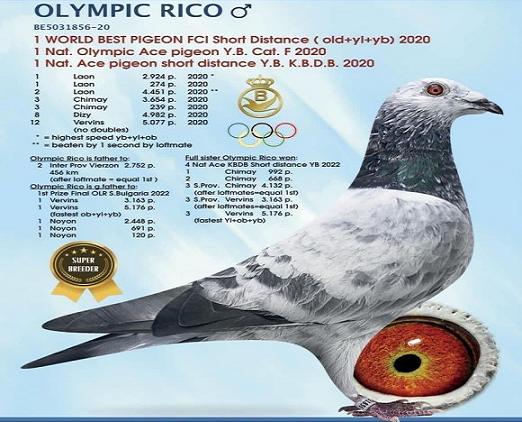 ricooo DV 9039-25-540 M RICO CLAY Barboi Lucian Grandson to OLYMPIC RICO Vranken-Berden 1 Olympic ACE YB CAT. F 1 Nat Ace KBDB YB Short Distance2020 1 WolrdBest Pigeon 1 Laon 2924p 1 Laon 274p 2 Laon 4451p 3 Chimay 3654p 3 Chimay 239p 8 Dizy 4982p 12 Vervins 5077p