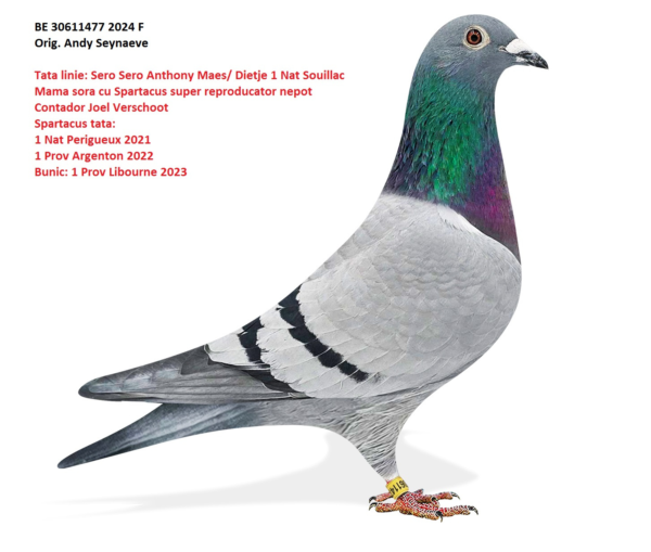 BE 24-3061147 Andy Seyneve Joel Verschoot  Contador x 1 Nat Souliac