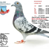 RO 22-12140 Mascul Liteanu Ioan 56 Final 490km 146 Derby 490km Cajvana OLR 2022  Halfbrother/sister super breeders:  1 AS 1095 p .   3 Finala 430km 476p   Romania Golden Pigeons   Ro 22-0974260   1 Fin 490km 970 p   4 As 2699 p Cajvana OLR