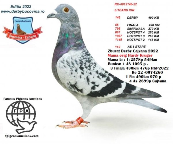 RO 22-12140 Mascul Liteanu Ioan 56 Final 490km 146 Derby 490km Cajvana OLR 2022  Halfbrother/sister super breeders:  1 AS 1095 p .   3 Finala 430km 476p   Romania Golden Pigeons   Ro 22-0974260   1 Fin 490km 970 p   4 As 2699 p Cajvana OLR