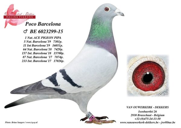 RO 23-1241535 Star Boy JR Barboi Lucian Frate 84 Final Vadu  Volovat 448km 730p  71 HS 3 1369p 270km  and brother/sister  5  1810p 219km  15 2615p 164km  17  876p 160km  33 2615p 164km  44 2147p 219km  50 2470p 219km  50  876p 160km Nepot Star Boy father to Miss Debbi Father Miss Maurice 1st Knockout SAMDPR Winner 2019 Best Pigeon Over 5 HOTSPOTS! And The Final Race! Father To ”Miss Debbie”  1st Place  2023 PATTAYA OLR 5805 pigeons 530Km Father to 24th Place Thailand Grand Final Pigeon Race 2019 Father To “Sapsan” Equal 1st, Clocking 9th In Final Race 505km Co Winner Algarve Golden Race 2019