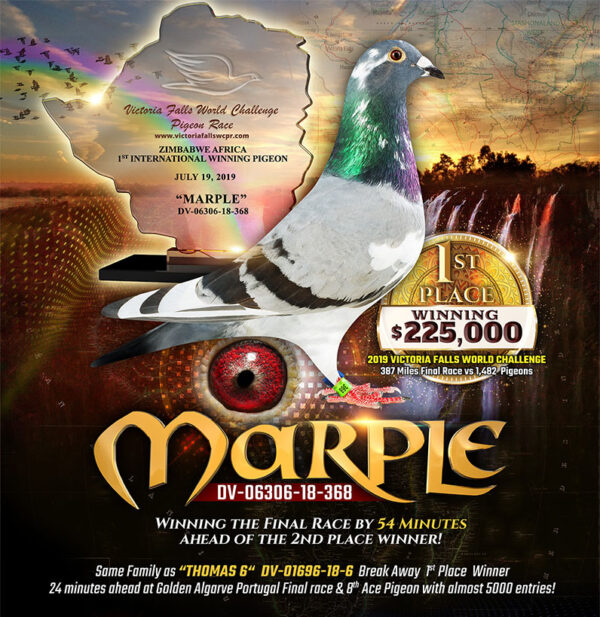 RO 23-1241535 Star Boy JR Barboi Lucian Frate 84 Final Vadu  Volovat 448km 730p  71 HS 3 1369p 270km  and brother/sister  5  1810p 219km  15 2615p 164km  17  876p 160km  33 2615p 164km  44 2147p 219km  50 2470p 219km  50  876p 160km Nepot Star Boy father to Miss Debbi Father Miss Maurice 1st Knockout SAMDPR Winner 2019 Best Pigeon Over 5 HOTSPOTS! And The Final Race! Father To ”Miss Debbie”  1st Place  2023 PATTAYA OLR 5805 pigeons 530Km Father to 24th Place Thailand Grand Final Pigeon Race 2019 Father To “Sapsan” Equal 1st, Clocking 9th In Final Race 505km Co Winner Algarve Golden Race 2019