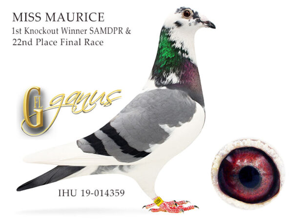 RO 23-1241535 Star Boy JR Barboi Lucian Frate 84 Final Vadu  Volovat 448km 730p  71 HS 3 1369p 270km  and brother/sister  5  1810p 219km  15 2615p 164km  17  876p 160km  33 2615p 164km  44 2147p 219km  50 2470p 219km  50  876p 160km Nepot Star Boy father to Miss Debbi Father Miss Maurice 1st Knockout SAMDPR Winner 2019 Best Pigeon Over 5 HOTSPOTS! And The Final Race! Father To ”Miss Debbie”  1st Place  2023 PATTAYA OLR 5805 pigeons 530Km Father to 24th Place Thailand Grand Final Pigeon Race 2019 Father To “Sapsan” Equal 1st, Clocking 9th In Final Race 505km Co Winner Algarve Golden Race 2019