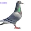 RO 662056 2024 Stoica Viorel Kittel/ Gillete Bibi Stefanescu