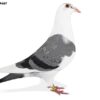 RO 629607 2023 M RA Pigeons Loft