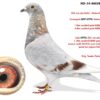 RO 860382 2024 M Toader Florin consangvin BEST KITTEL nepot din celebrul Ragnar