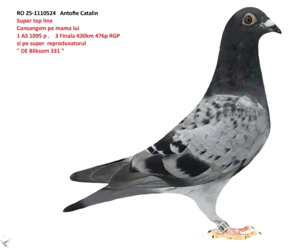 RO 25-1110524 Antofie Catalin Super top line Consangvin pe mama lui 1 AS 1095 p .  3 Finala 430km 476p RGP si pe super  reproduvatorul " DE Bliksem 331 "