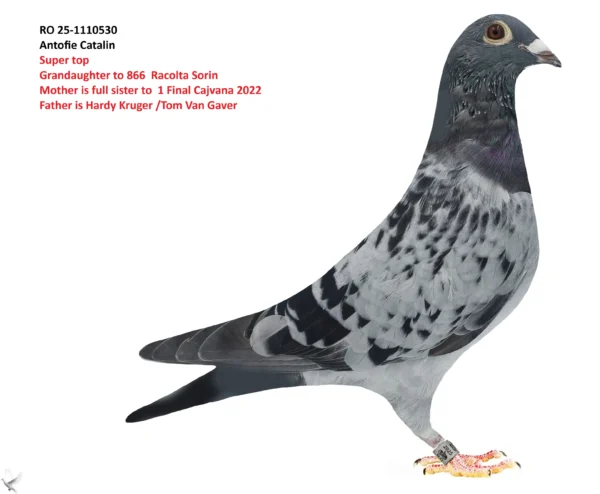 RO 25-1110530 Antofie Catalin Super top Grandaughter to 866  Racolta Sorin Mother is Full sister to  1 Final Cajvana 2022
