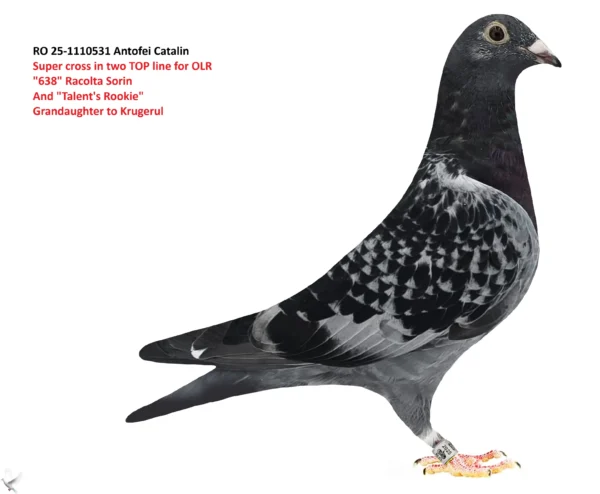 RO 25-1110531 Antofei Catalin Super cross in two TOP line for OLR "638" Racolta Sorin Krugerul And "Talent's Rookie" Grandaughter to Ktugerul