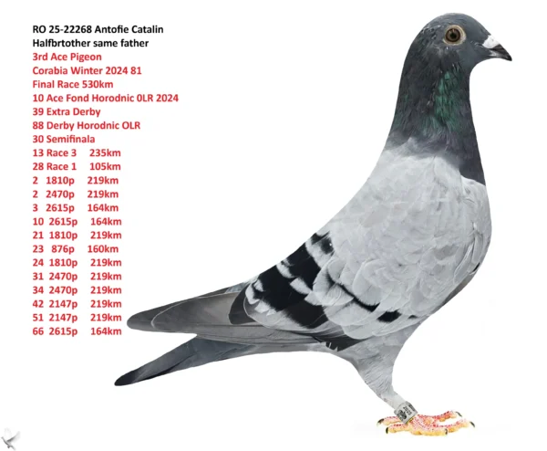 RO 25-22268 Antofie Catalin Halfbrtother same father 3rd Ace Pigeon Corabia Winter 2024 81  Final Race 530km  10 Ace Fond Horodnic 0LR 2024 39 Extra Derby  88 Derby Horodnic OLR 30 Semifinala  13 Race 3     235km 28 Race 1     105km 2   1810p     219km 2   2470p     219km 3   2615p     164km 10  2615p     164km 21  1810p     219km