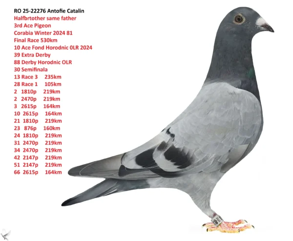 RO 25-22276 Antofie Catalin Halfbrtother same father 3rd Ace Pigeon Corabia Winter 2024 81  Final Race 530km  10 Ace Fond Horodnic 0LR 2024 39 Extra Derby  88 Derby Horodnic OLR 30 Semifinala  13 Race 3     235km 28 Race 1     105km 2   1810p     219km 2   2470p     219km 3   2615p     164km 10  2615p     164km 21  1810p     219km 23   876p     160km 24  1810p     219km 31  2470p     219km 34  2470p     219km 42  2147p     219km 51  2147p     219km 66  2615p     164km
