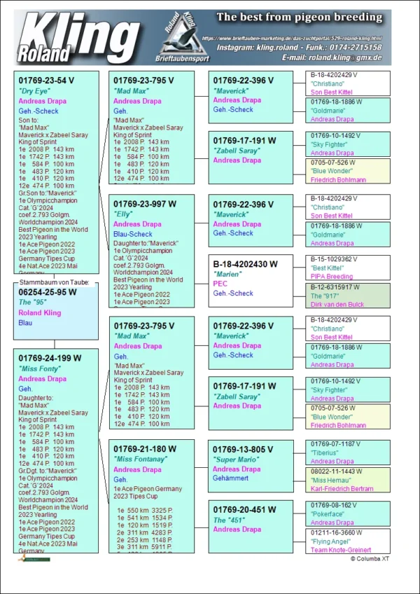 25-95 DV 6254-25-95 Femela Roland King tripla stranepoata Maverick 1 Olympiad pigeons Cat G. 2024