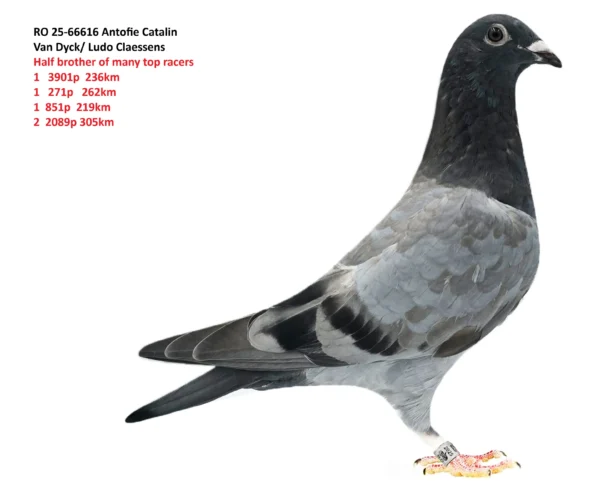 RO 25-66616 Antofie Catalin Half brother of many top racers 1   3901p  236km 1   271p   262km 1  851p  219km 2  2089p 305km
