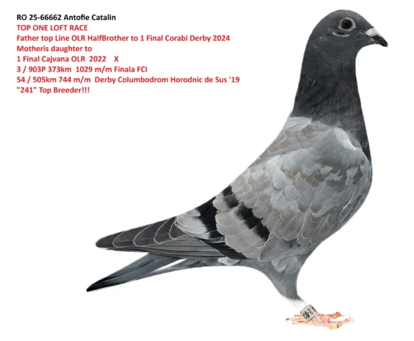 RO 25-66662 Antofie Catalin TOP ONE LOFT RACE Father top Line OLR Motheris daughter to 1 Final Cajvana OLR 2022    X 3 / 903P 373km 1029 m/m Finala FCI 54 / 505km 744 m/m  Derby Columbodrom  Horodnic de Sus '19  "241" Top Breeder!!!