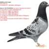 RO 25-66688 Antofie Catalin Full brother/sister to: 160 Final Giewont FCI  OLR 503km 2309 Pigeon Halfbrother to: 648 Final Race Africa  Pro 601km 1653pigeons'25 124 Race 9 Africa Pro  508km 1775 pigeons 155 Race 6 Africa Pro  330km 2091 pigeons 378 Race 5 Africa Pro 330km 2437 pigeons 30* Final race Bucovina Horodnic OLR 2024 420km 1479pigeons 23 Hot Spot 2 2525p 30* Final race Bucovina Horodnic OLR 2024 420km 1479pigeons 23 Hot Spot 2 2525p