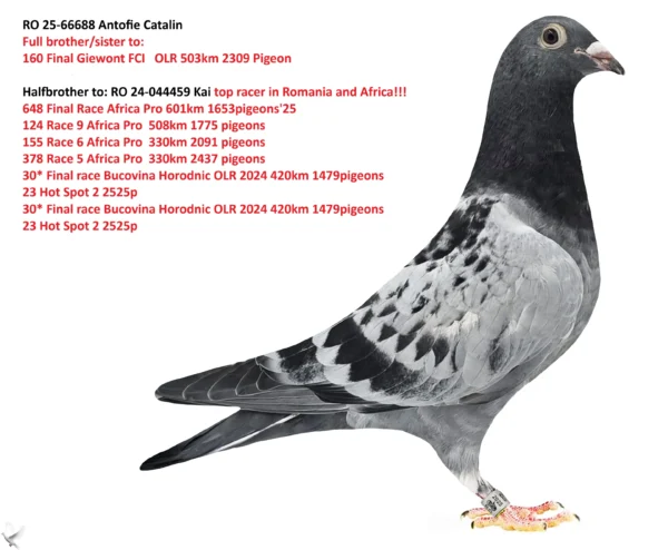 RO 25-66688 Antofie Catalin Full brother/sister to: 160 Final Giewont FCI  OLR 503km 2309 Pigeon Halfbrother to: 648 Final Race Africa  Pro 601km 1653pigeons'25 124 Race 9 Africa Pro  508km 1775 pigeons 155 Race 6 Africa Pro  330km 2091 pigeons 378 Race 5 Africa Pro 330km 2437 pigeons 30* Final race Bucovina Horodnic OLR 2024 420km 1479pigeons 23 Hot Spot 2 2525p 30* Final race Bucovina Horodnic OLR 2024 420km 1479pigeons 23 Hot Spot 2 2525p