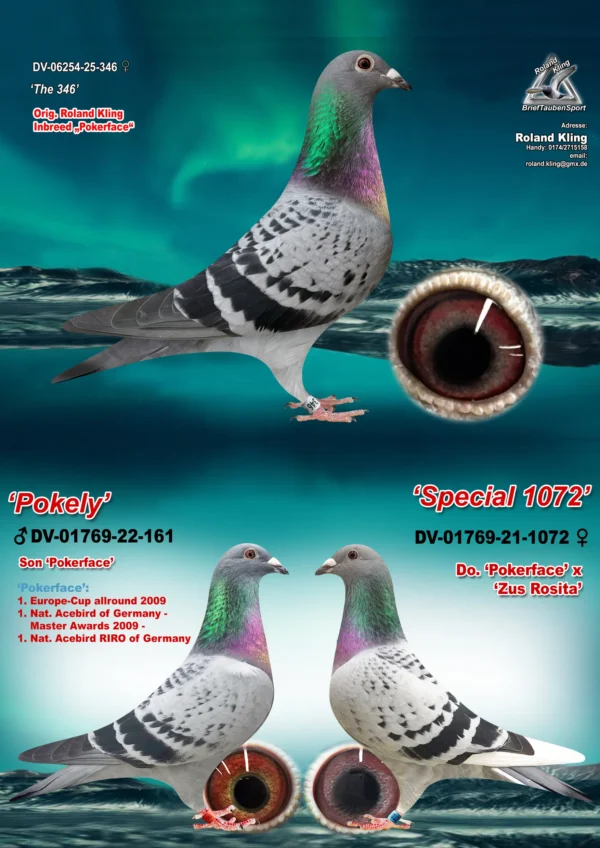 DV06254-25-346 hen-3 in 1 DV 6254-25-346 Femela Roland Kling Dubla nepoata Pokerface Andreas Drapa,Bunica sora buna Olympic Rosita Dirk van den Bulk