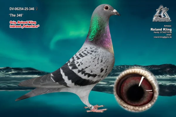 DV06254-25-346 hen DV 6254-25-346 Femela Roland Kling Dubla nepoata Pokerface Andreas Drapa,Bunica sora buna Olympic Rosita Dirk van den Bulk