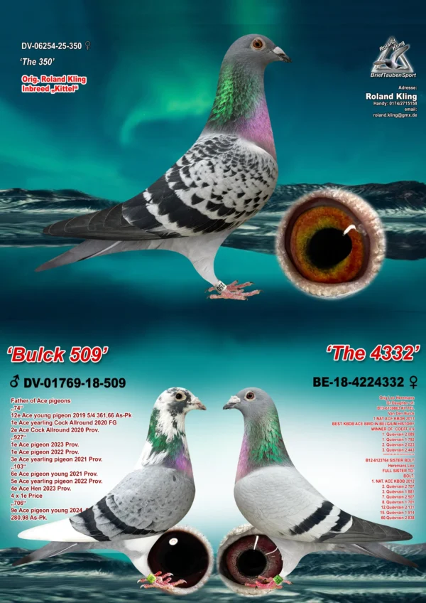 6254-25-350 Femela  Roland Kling tata Andreas Drapa super zburator BULK, mama nepoata Kittel Dirk Van den Bulk