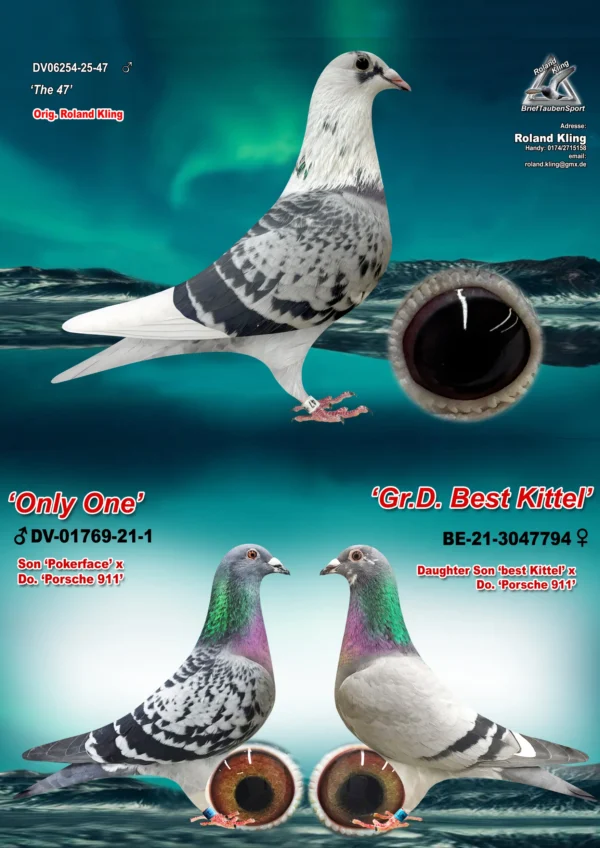 DV 6254-25-41 Mascul Roland Kling tatal este fiu Pokerface Andreas Drapa si nepot Porasche 911, mama este nepoata Best Kittel si Porasche 911 PEC