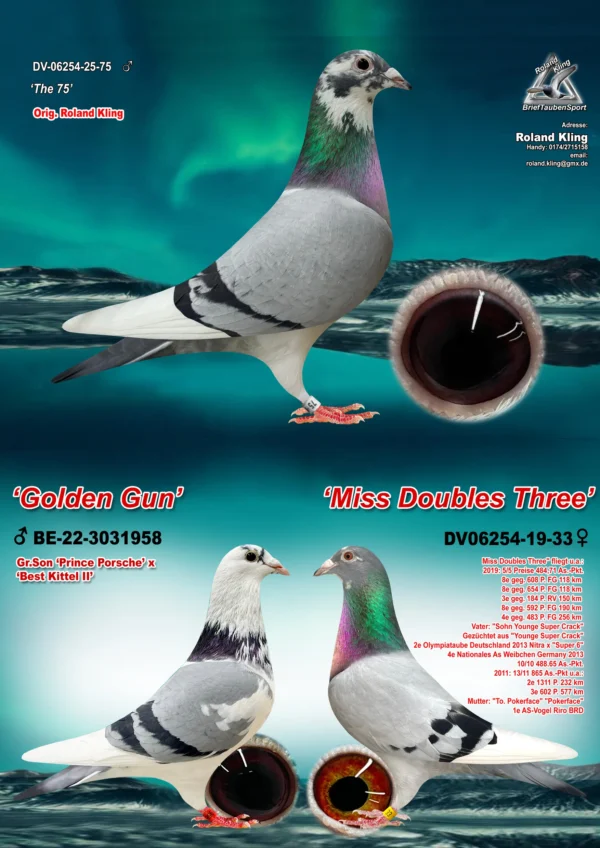 DV 6254-25-75 Mascul Roland Kling mama super zburatoare Miss Doubles Three 2 Ace Young pigeons FG, nepoata Younge Super Crack si Pokerface Andreas Drapa, tatal este nepot Best Kittel II si Prince Porsche