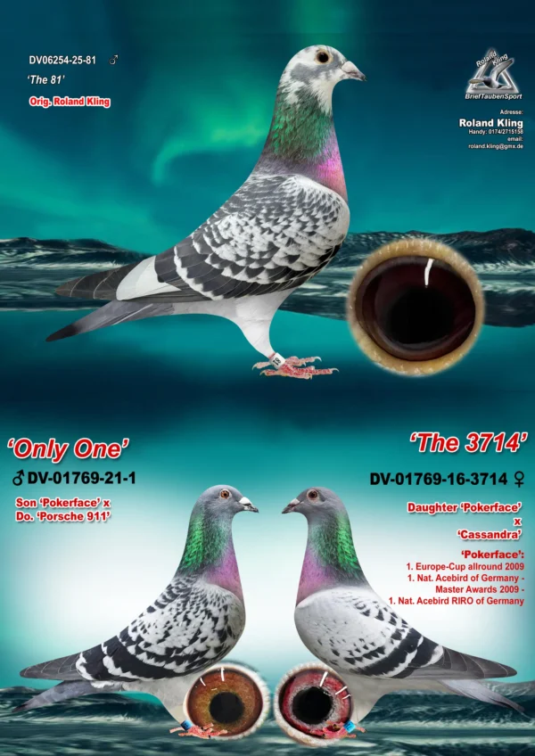 DV06254-25-81 Cock-3 in 1 DV 6254-25- 81 Mascul Roland Kling Dublu nepot Pokerface Andreas Drapa, tata este si nepot Porsche 911 PEC, mama este fiica Pokerface x Casandra