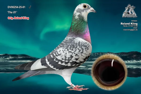 DV06254-25-81 Cock DV 6254-25- 81 Mascul Roland Kling Dublu nepot Pokerface Andreas Drapa, tata este si nepot Porsche 911 PEC, mama este fiica Pokerface x Casandra