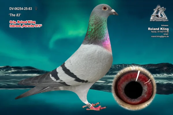 DV06254-25-83 hen DV 6254-25-83 Femela Roland Kling din doi original Pipa Elite Center tatal nepot Prince Porsche, Maria si New Kim Gaston wd Wouwer, Golden Price Gino Clicque, mama este semisora cu Porsche III Noul star PEC si nepoata Prince Porsche