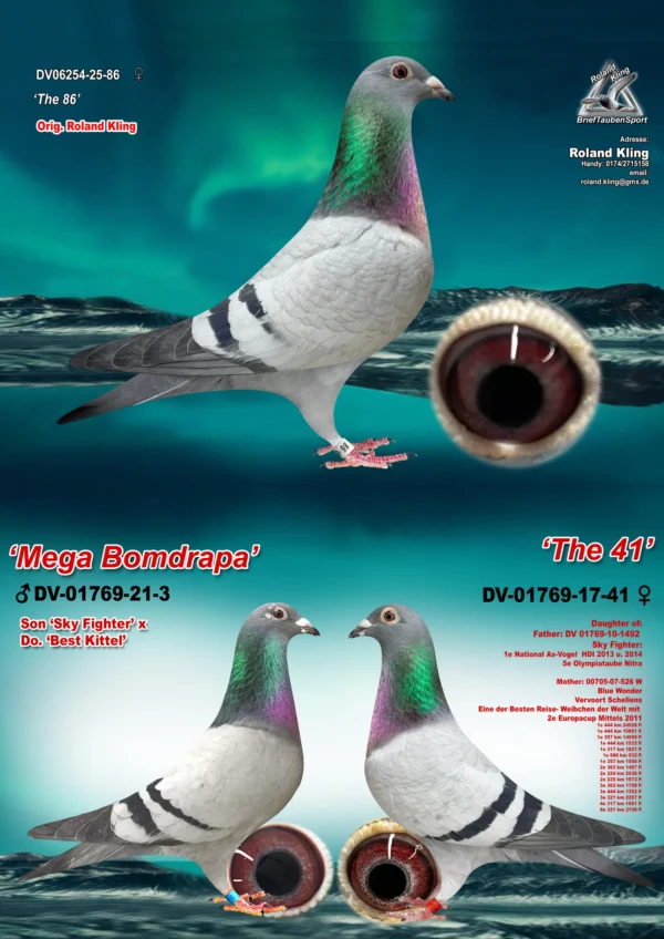 DV06254-25-86 hen-3 in 1 DV 6254-25-86 Femela Roland King Dubla nepoata Andreas Drapa Sky Fighter 1 National AS Vogel HDI, tatal este si bepot Best Kittel