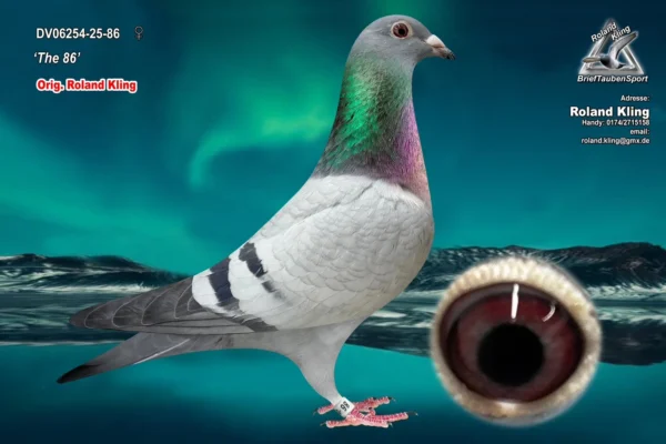 DV06254-25-86 hen DV 6254-25-86 Femela Roland King Dubla nepoata Andreas Drapa Sky Fighter 1 National AS Vogel HDI, tatal este si bepot Best Kittel