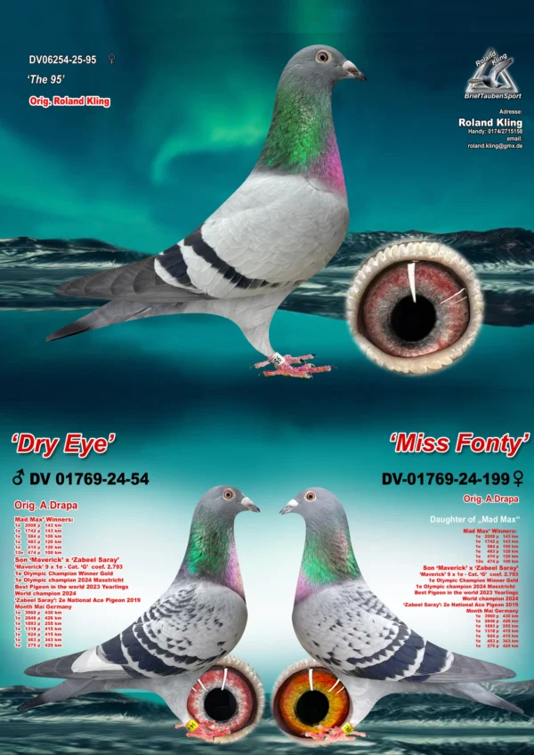 DV06254-25-95 hen-3 in 1 DV 6254-25-95 Femela Roland King tripla stranepoata Maverick 1 Olympiad pigeons Cat G. 2024