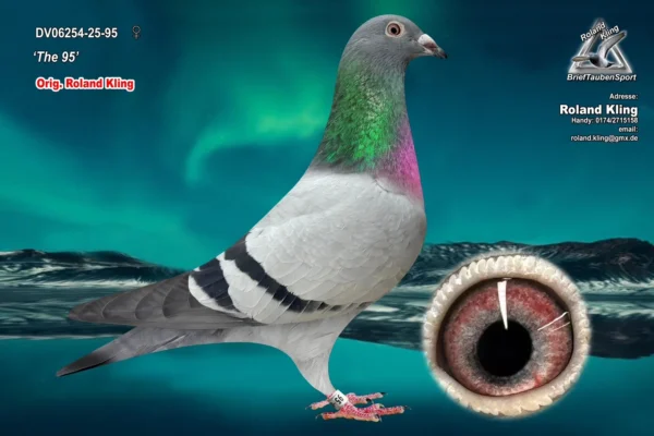 DV06254-25-95 hen DV 6254-25-95 Femela Roland King tripla stranepoata Maverick 1 Olympiad pigeons Cat G. 2024