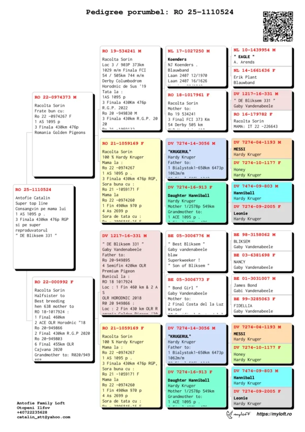 RO 25-1110524 Antofie Catalin Super top line Consangvin pe mama lui 1 AS 1095 p .  3 Finala 430km 476p RGP si pe super  reproduvatorul " DE Bliksem 331 "