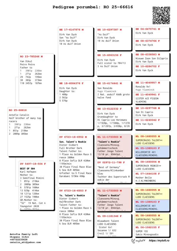RO 25-66616 Antofie Catalin Half brother of many top racers 1   3901p  236km 1   271p   262km 1  851p  219km 2  2089p 305km