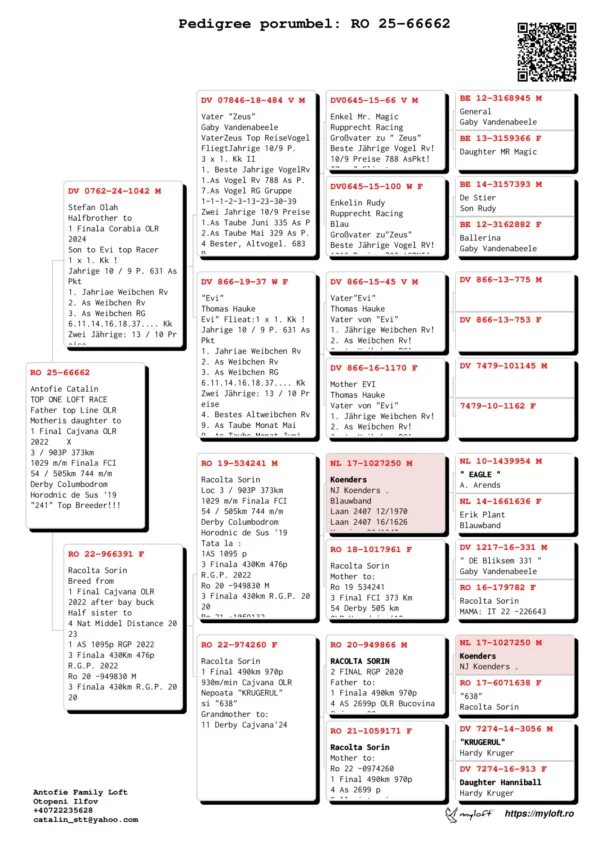 RO 25-66662 Antofie Catalin TOP ONE LOFT RACE Father top Line OLR Motheris daughter to 1 Final Cajvana OLR 2022    X 3 / 903P 373km 1029 m/m Finala FCI 54 / 505km 744 m/m  Derby Columbodrom  Horodnic de Sus '19  "241" Top Breeder!!!