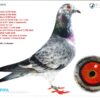 DV 3252-25-891 F Sterner/Bremkes Halfsister tu 5x1 Place Grandaughter to Crimson Gebr.Leideman super Breeder father to 1 ACE Pigeons Germany