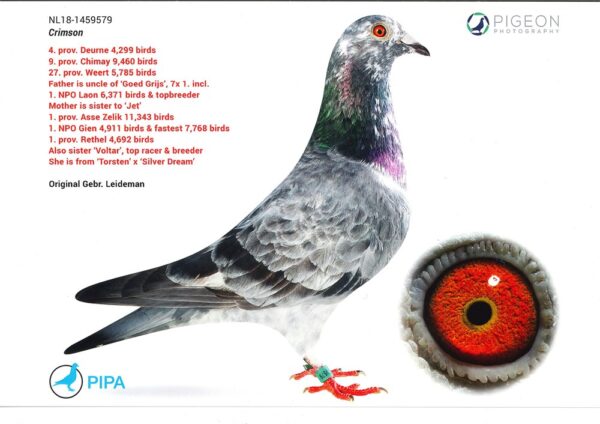 DV 3252-25-891 F Sterner/Bremkes Halfsister tu 5x1 Place Grandaughter to Crimson Gebr.Leideman super Breeder father to 1 ACE Pigeons Germany