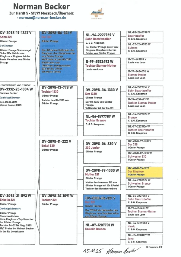 DV 3332-25-1004 Norman Backer Femela nepoat consangvina "321" semifrate cu celebrul "ringlose 112" Gunter Prange