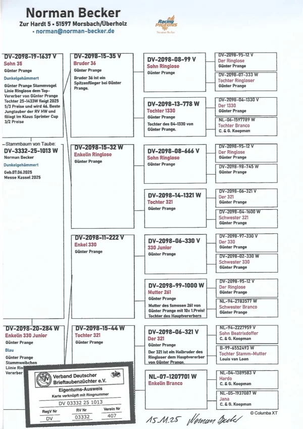 DV 3332-25-1013 Femela Norman Becker nepoata 1000, consangvina Ringlose 12