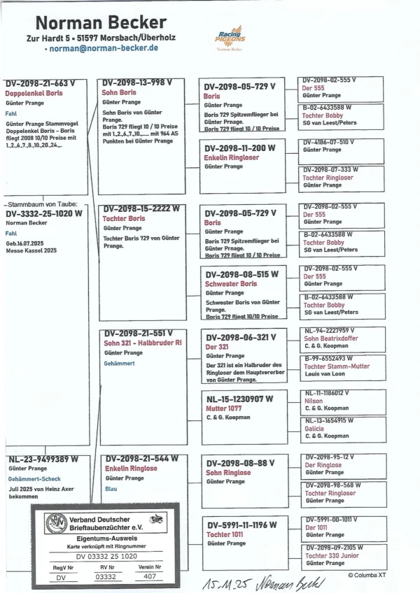 DV 3332-25-1020 Femela Norman Becker Tatal nepot Boris un zburator de top, combinatie intre Ringlose 12 si Koopman