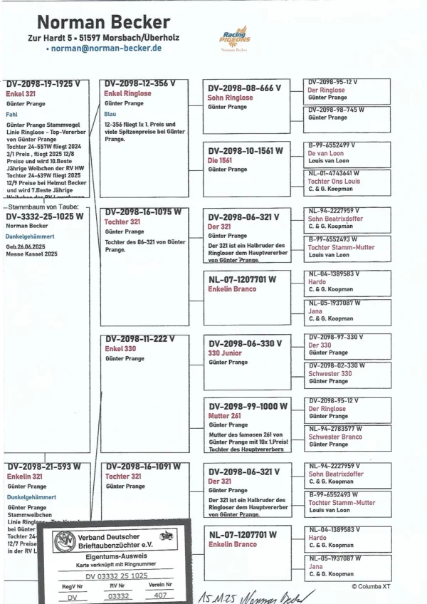 DV 3332-25-1025 Femela Norman Becker  consangvin Ringlose 12