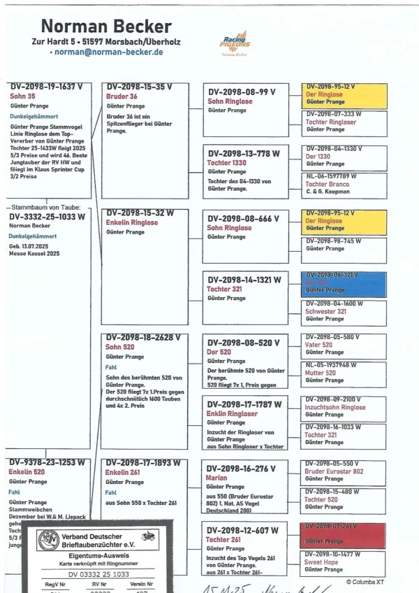 DV 3332-25-1033 Norman Becker Femela consangvina Ringlose 12 , Mama nepoata "520" 7 x locul 1
