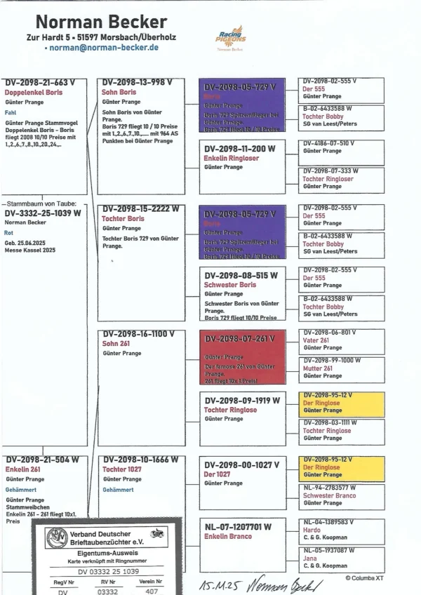 DV 3332-25-1039 Femela Norman Beckertatal dublu nepot super porumbelul Boris Gunter Prange, iar mama este nepoat "261" Gunter Prange de 10x locul 1