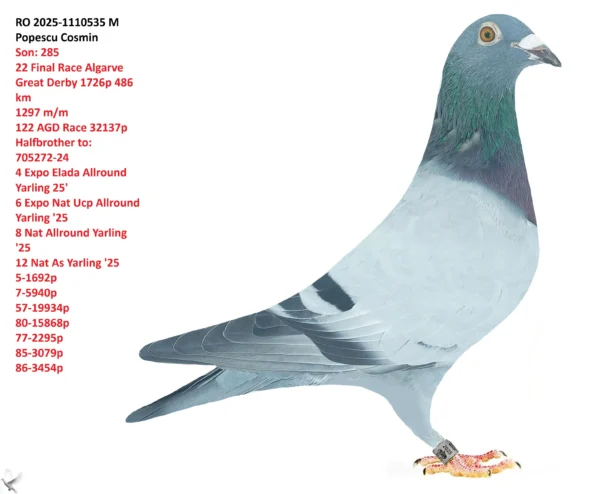 RO 2025-1110535 M Popescu Cosmin Son: 285 22 Final Race Algarve Great Derby 1726p 486 km 1297 m/m 122 AGD Race 32137p Halfbrother to: 705272-24 4 Expo Elada Allround Yarling 25' 6 Expo Nat Ucp Allround Yarling '25 8 Nat Allround Yarling '25 12 Nat As Yarling '25 5-1692p 7-5940p 57-19934p 80-15868p 77-2295p 85-3079p 86-3454p
