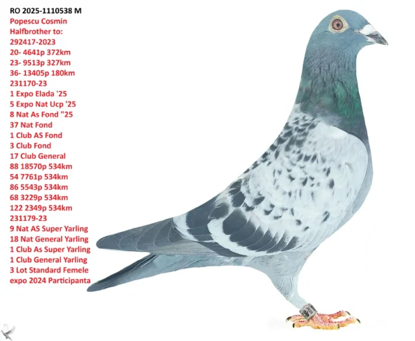 RO 2025-1110538 M Popescu Cosmin Halfbrother to: 292417-2023 20- 4641p 372km 23- 9513p 327km 36- 13405p 180km 231170-23 1 Expo Elada '25 5 Expo Nat Ucp '25 8 Nat As Fond "25 37 Nat Fond 1 Club AS Fond 3 Club Fond 17 Club General 88 18570p 534km 54 7761p 534km 86 5543p 534km 68 3229p 534km 122 2349p 534km 231179-23 9 Nat AS Super Yarling 18 Nat General Yarling 1 Club As Super Yarling 1 Club General Yarling 3 Lot Standard Femele expo 2024 Participanta