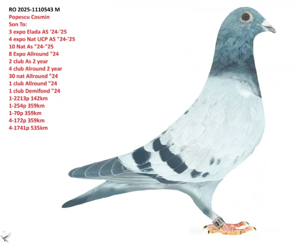 RO 2025-1110543 M Popescu Cosmin Son To: 3 expo Elada AS '24-'25 4 expo Nat UCP AS "24-'25 10 Nat As "24-"25 8 Expo Allround "24 2 club As 2 year 4 club Alround 2 year 30 nat Allround "24 1 club Allround "24 1 club Demifond "24 1-2213p 142km 1-254p 359km 1-70p 359km 4-172p 359km 4-1741p 535km