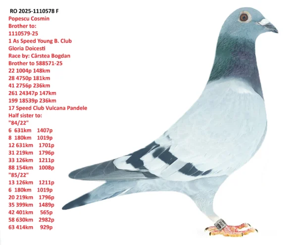 RO 2025-1110578 F Popescu Cosmin Brother to: 1110579-25 1 As Speed Young B. Club Gloria Doicesti Race by: Cârstea Bogdan Brother to 588571-25 22 1004p 148km 28 4750p 181km 41 2756p 236km 261 24347p 147km 199 18539p 236km 17 Speed Club Vulcana Pandele